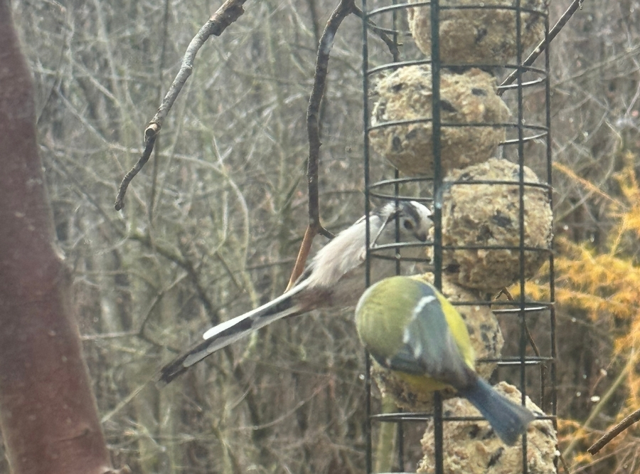 Vogelbeobachtungshaus in Sindelfingen – Ausflug mit Kindern, Foto 6