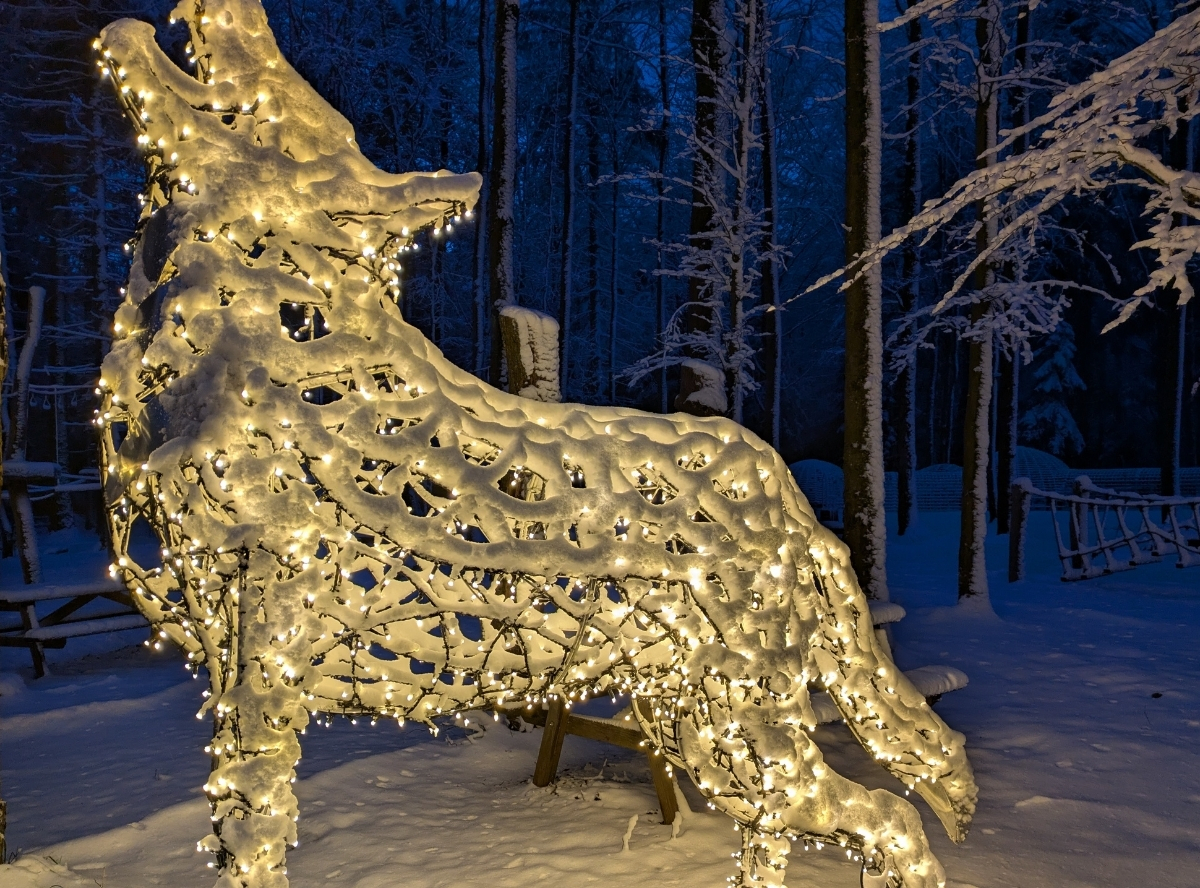 Lichterzauber am Baumwipfelpfad – Ausflug mit Kindern, Foto 3