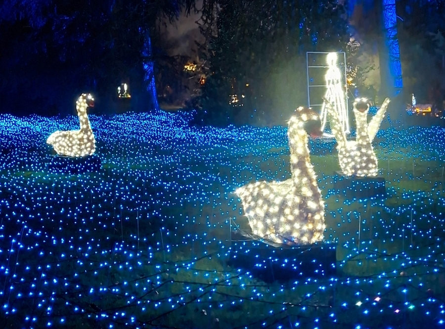 Lichterzauber auf der Insel Mainau – Ausflug mit Kindern, Foto 7