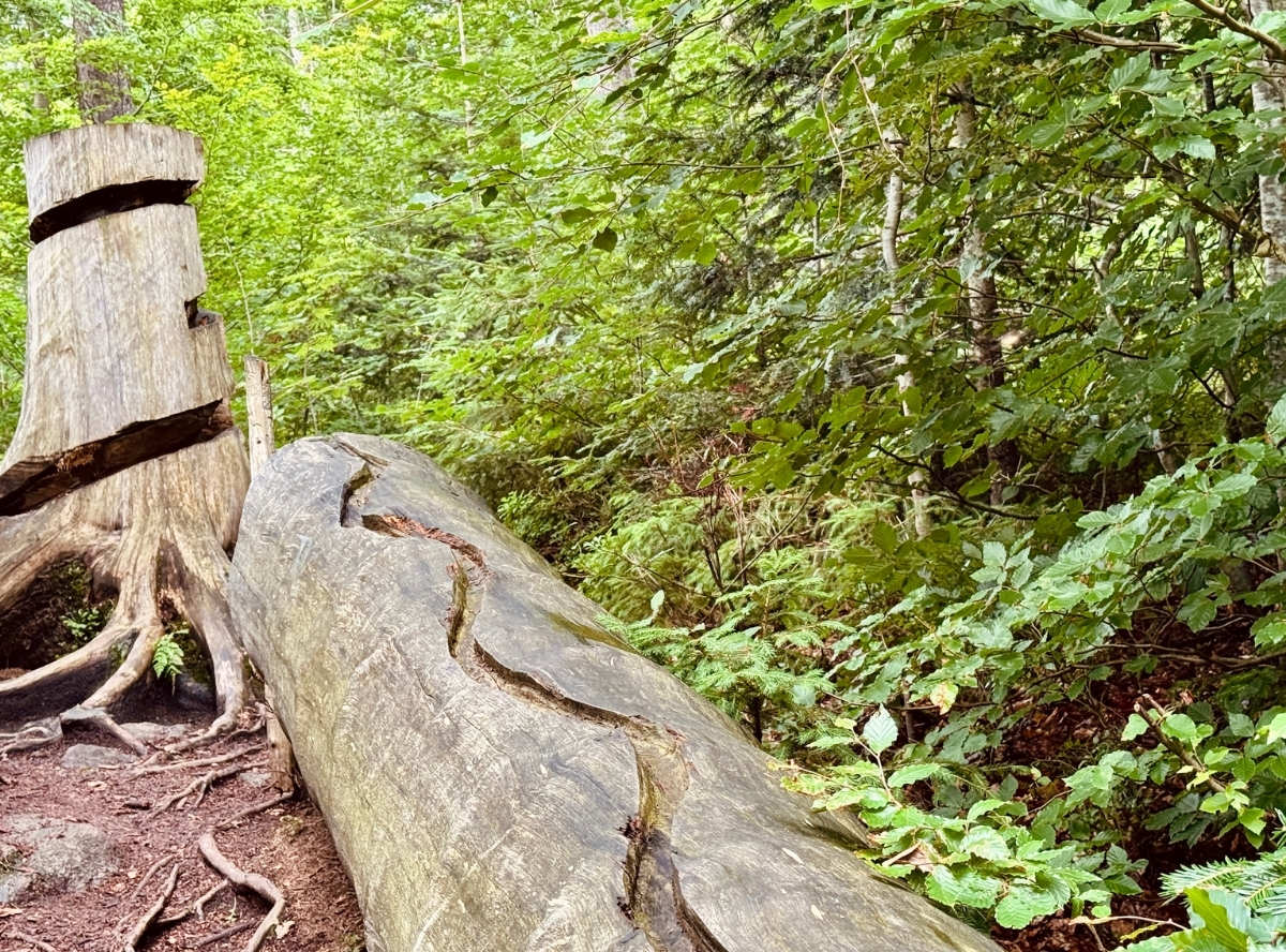 Waldkugelbahn Großer Arbersee – Ausflug mit Kindern, Foto 6