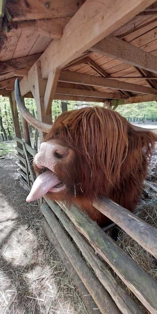 Wald- und Wildpark Rolandseck in Remagen