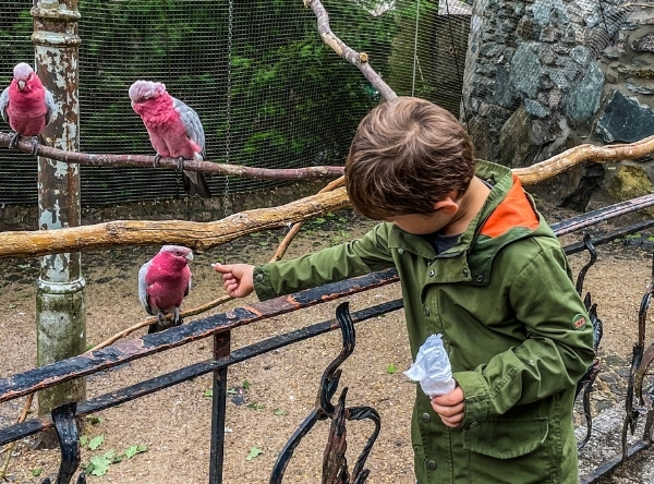 Vogelburg Weilrod – Ausflug mit Kindern, Foto 2