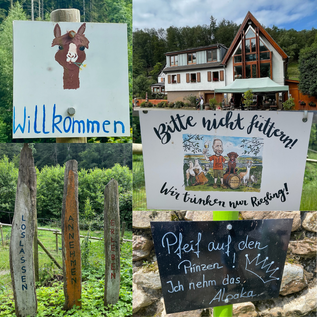 Alpaka- und Lamawanderung im Rheingau – Ausflug mit Kindern, Foto 2