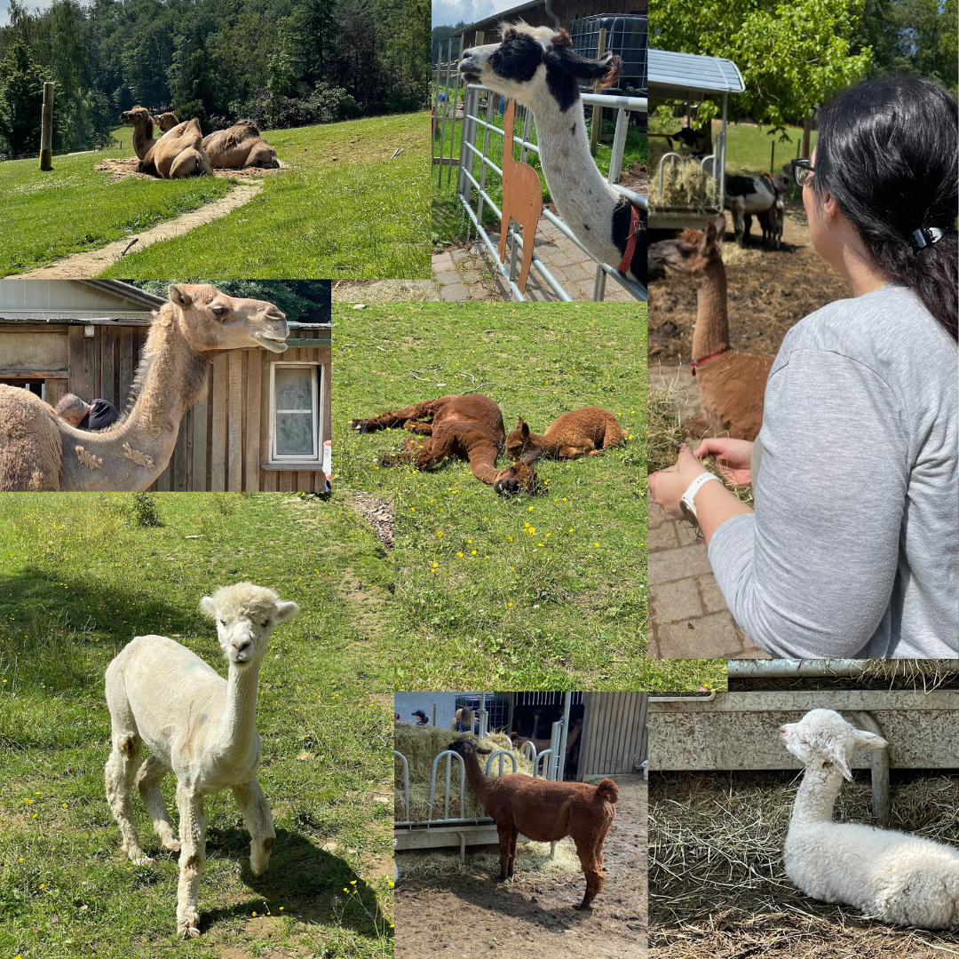 Alpaka- und Lamawanderung im Rheingau – Ausflug mit Kindern, Foto 3