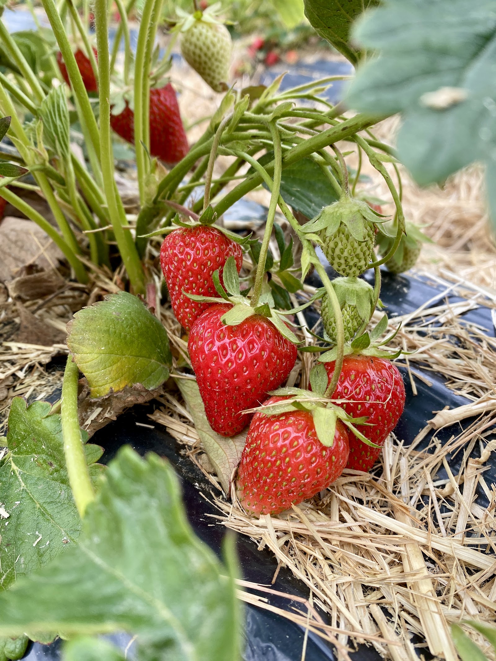 Erdbeeren selber Pflücken Rammerthof – Ausflug mit Kindern, Foto 2