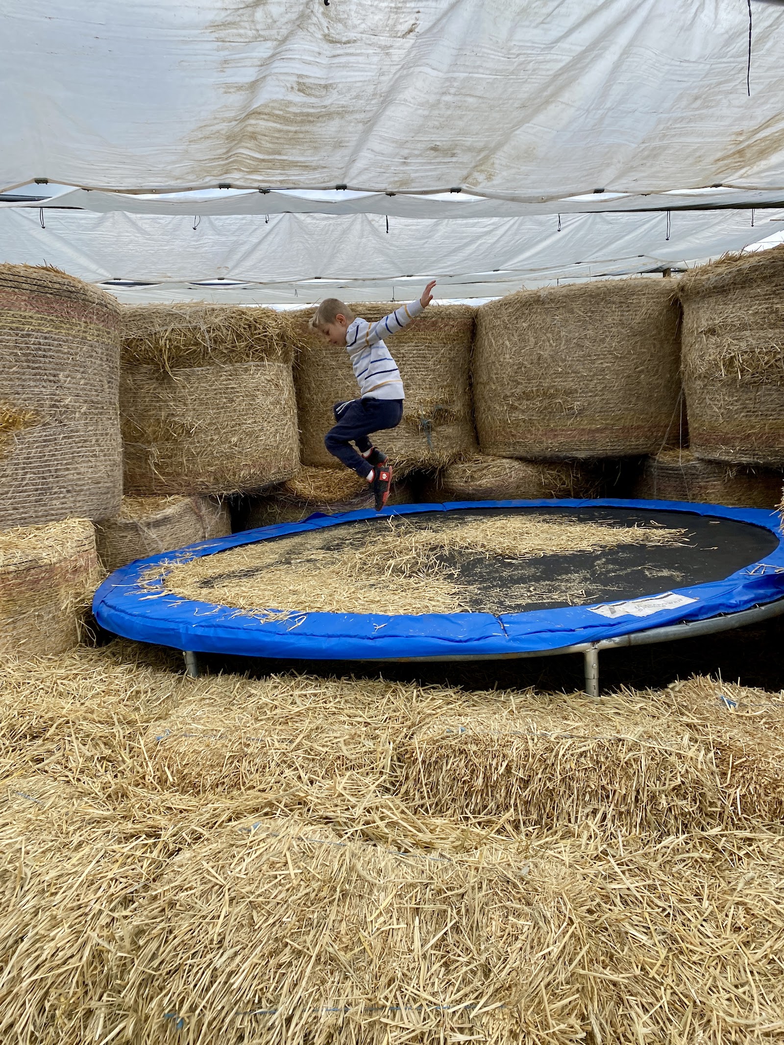 Erdbeeren selber Pflücken Rammerthof – Ausflug mit Kindern, Foto 4