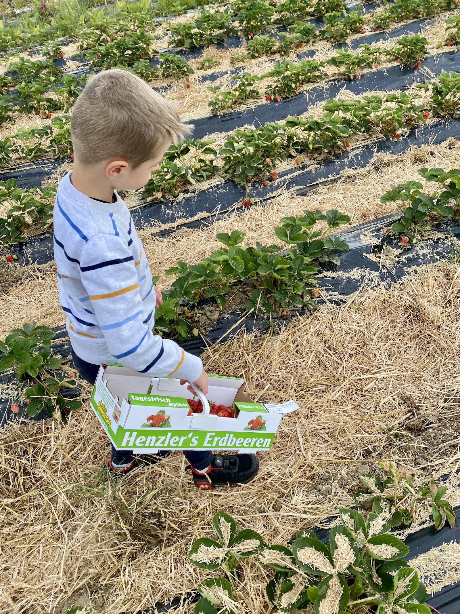 Erdbeeren selber Pflücken Rammerthof – Ausflug mit Kindern, Foto 7