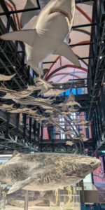 Meeresmuseum Stralsund