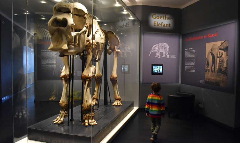 Naturkundemuseum Ottoneum Kassel – Ausflug mit Kindern, Foto 2