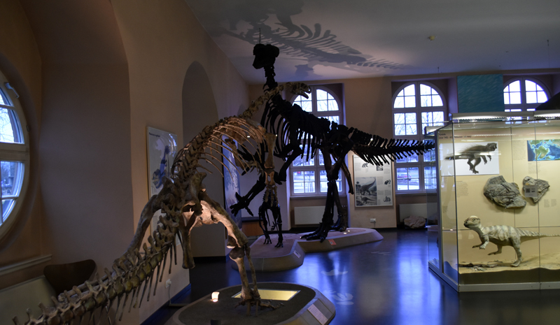 Naturkundemuseum Ottoneum Kassel – Ausflug mit Kindern, Foto 3