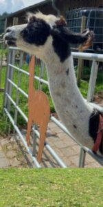 Alpaka- und Lamawanderung im Rheingau