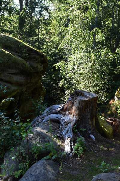 Riesenstein / Habichtswald in Naumburg – Ausflug mit Kindern, Foto 4