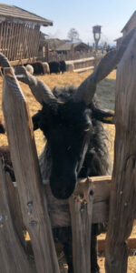 Tierwelt Rainguthof – Streichelzoo