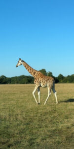 Knuthenborg Safari Park in Maribo
