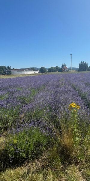Lavendelduft & Naturgenuss in Lage