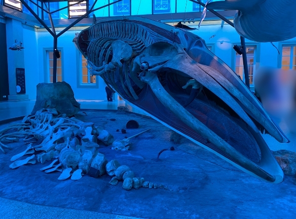 Naturkundemuseum Schloss Rosenstein in Stuttgart – Ausflug mit Kindern, Foto 2