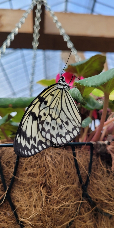 Vlindertuin Schmetterlingspark Vlindorado