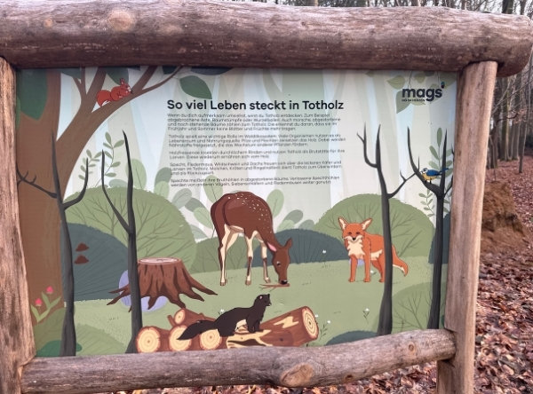 Entdecken und Lernen mitten im Wald – Ausflug mit Kindern, Foto 2