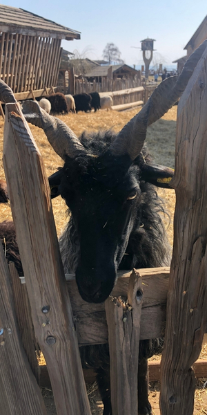 Tierwelt Rainguthof – Streichelzoo