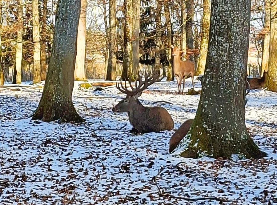 Tiere, Wald & Abenteuer in Laichingen – Ausflug mit Kindern, Foto 6