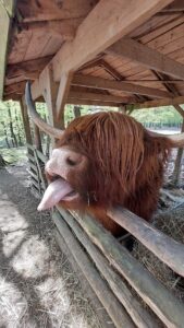 Wald- und Wildpark Rolandseck in Remagen