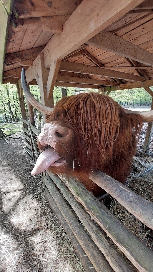Wald- und Wildpark Rolandseck in Remagen – Ausflug mit Kindern, Foto 1