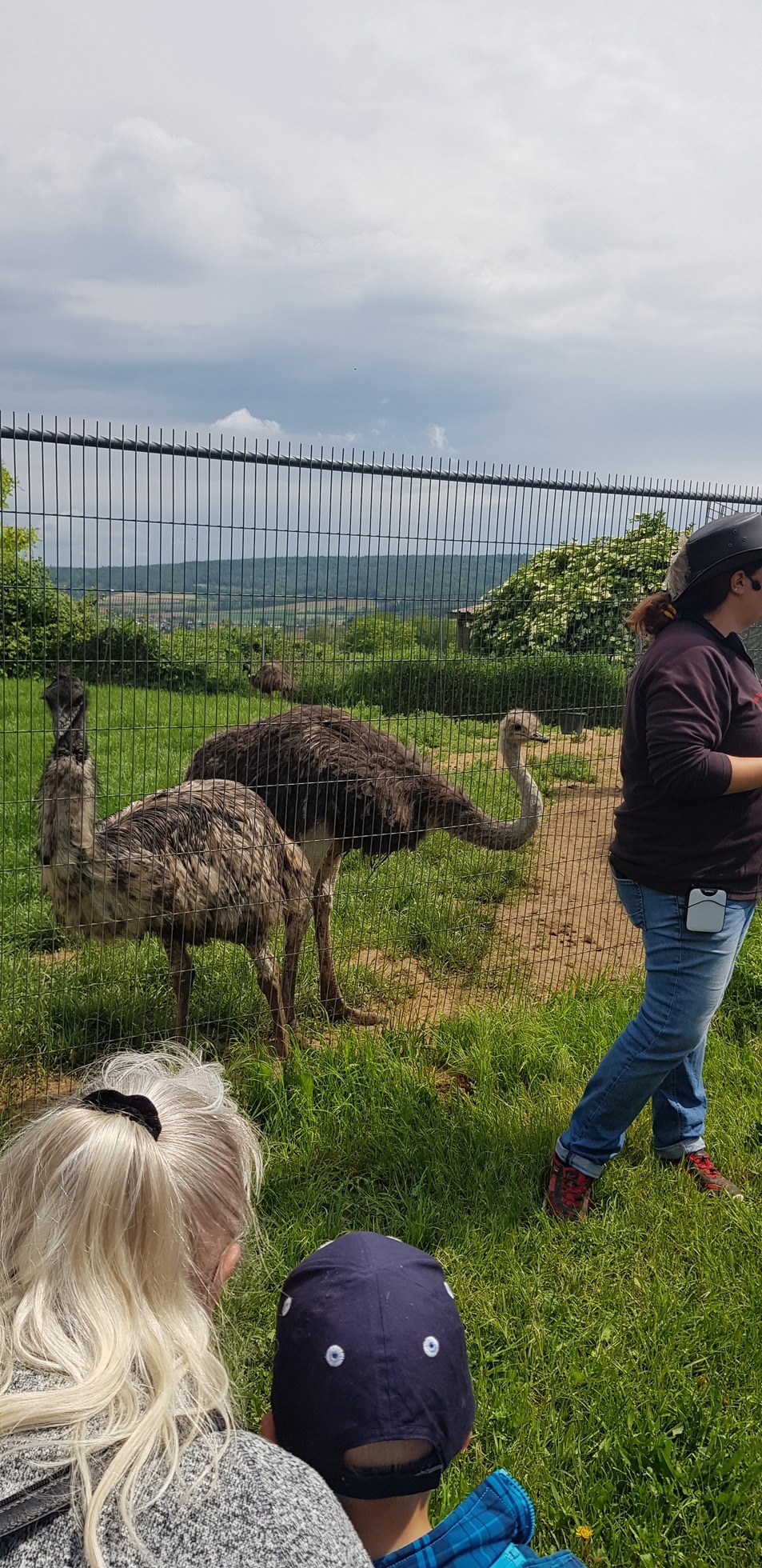 Straußenfarm Tannenhof in Schaafheim – Ausflug mit Kindern, Foto 2