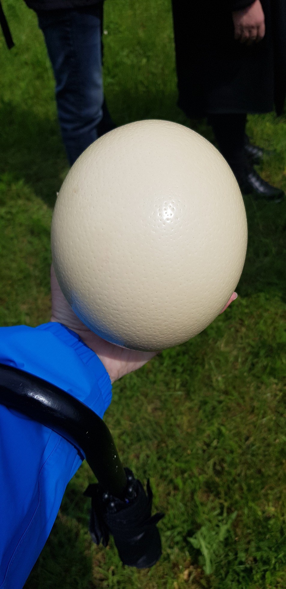 Straußenfarm Tannenhof in Schaafheim – Ausflug mit Kindern, Foto 3