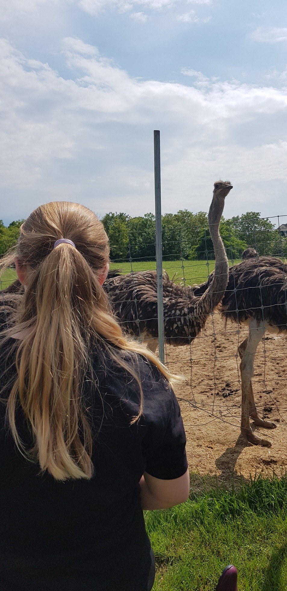Straußenfarm Tannenhof in Schaafheim – Ausflug mit Kindern, Foto 5
