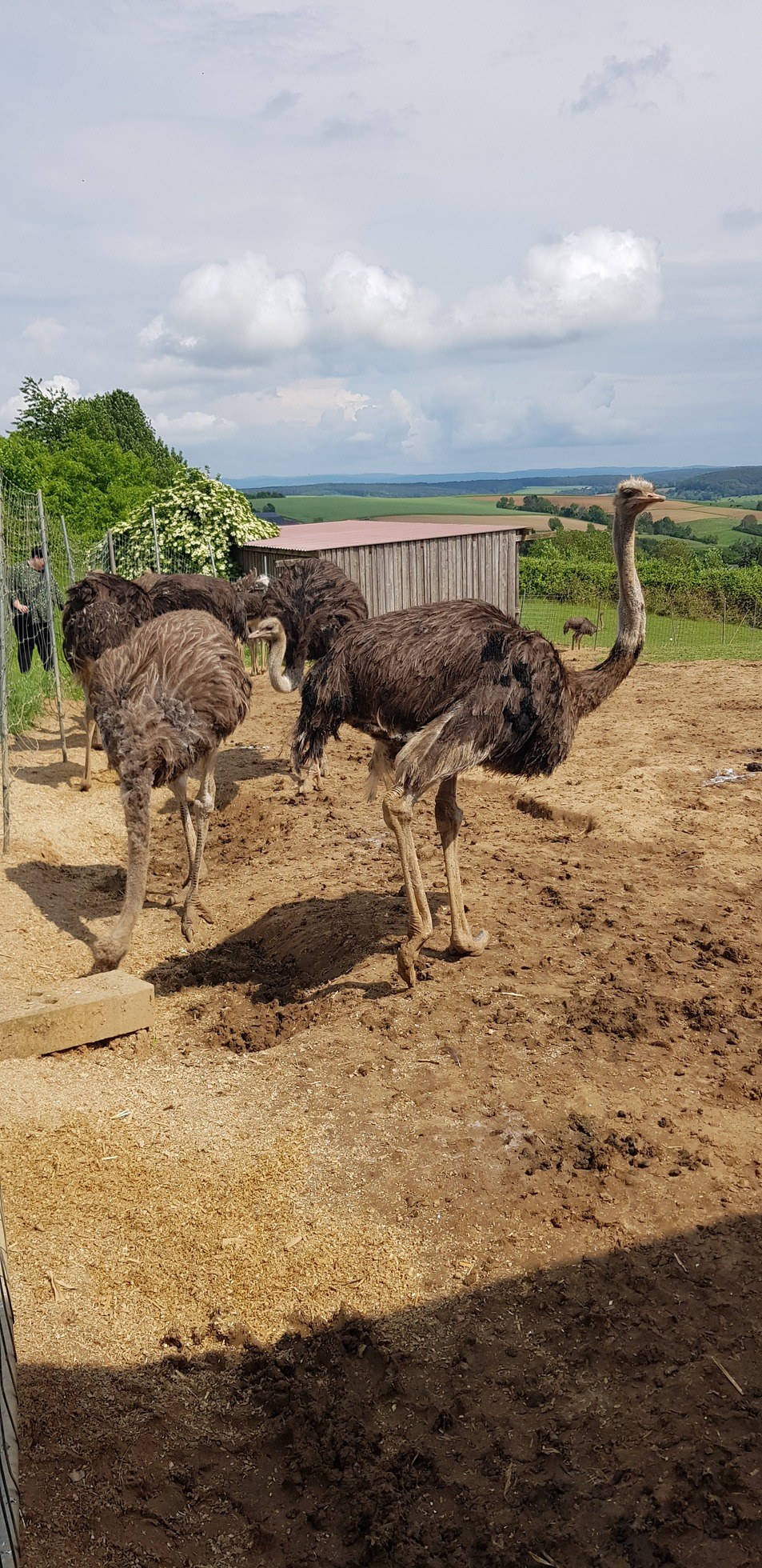 Straußenfarm Tannenhof in Schaafheim – Ausflug mit Kindern, Foto 6