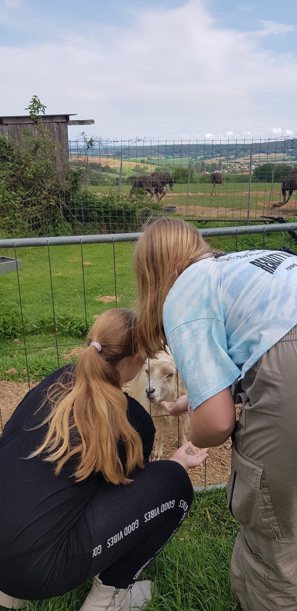 Straußenfarm Tannenhof in Schaafheim – Ausflug mit Kindern, Foto 9