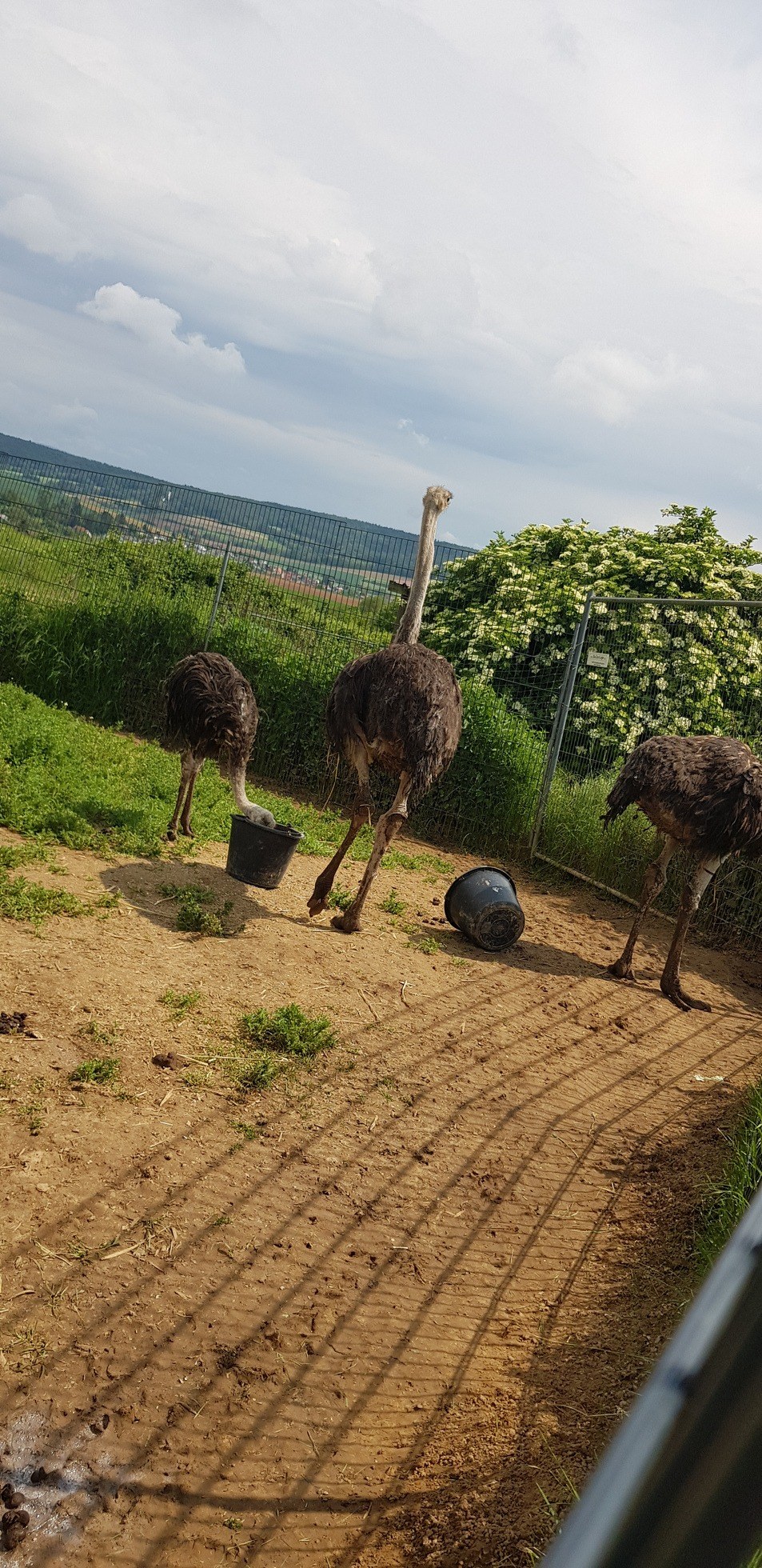 Straußenfarm Tannenhof in Schaafheim – Ausflug mit Kindern, Foto 10