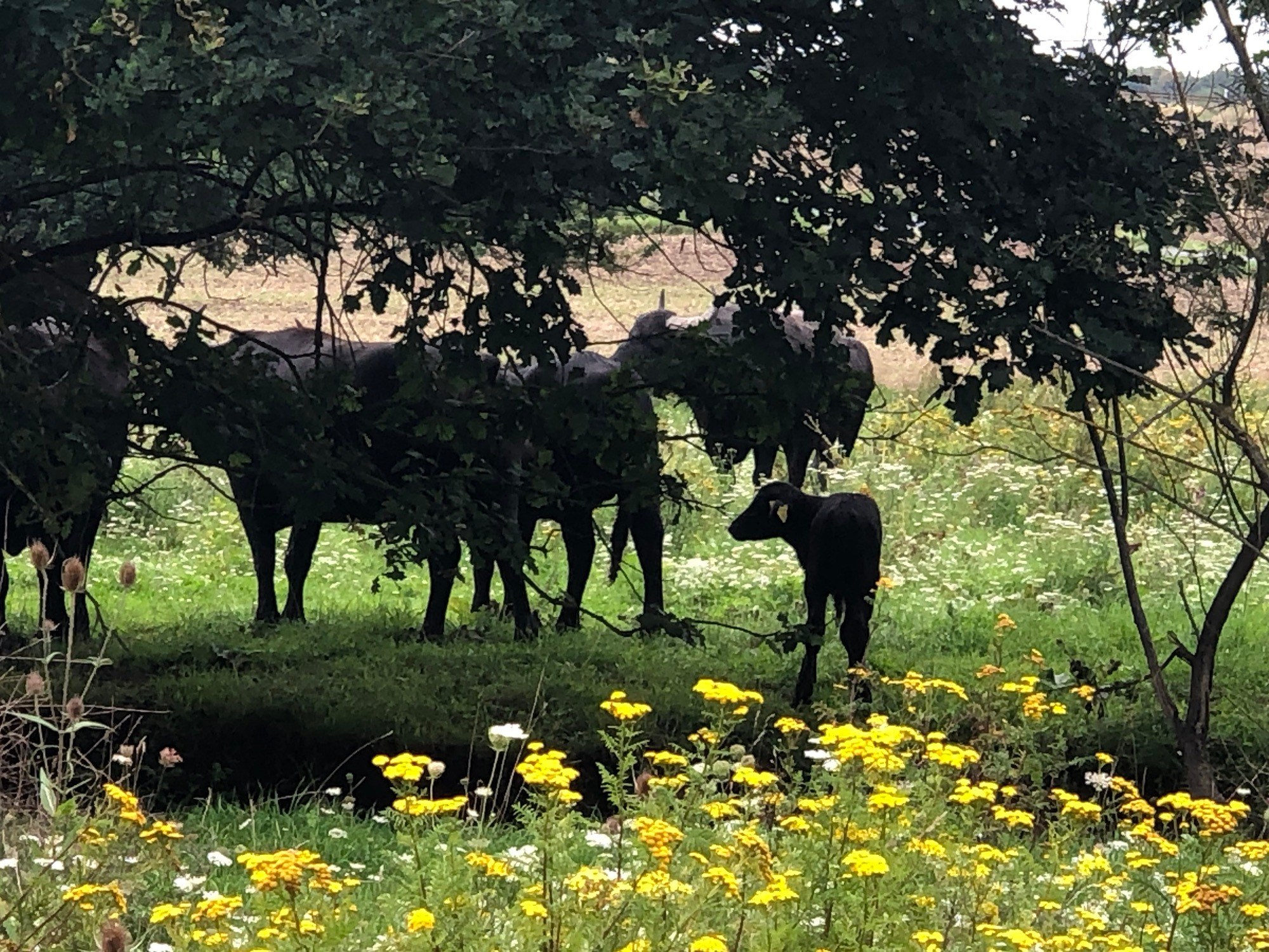 Thürer Wiesen Radweg in Thür – Ausflug mit Kindern, Foto 2
