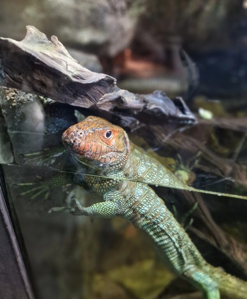 Walter Zoo Gossau