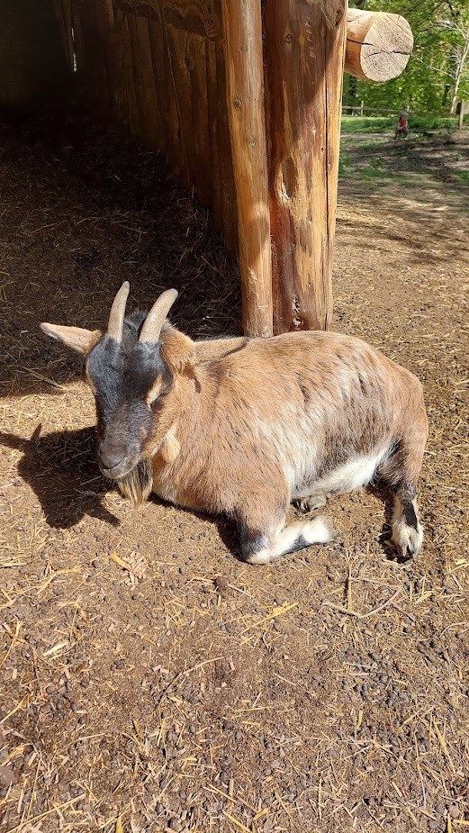 Wald- und Wildpark Rolandseck in Remagen – Ausflug mit Kindern, Foto 3