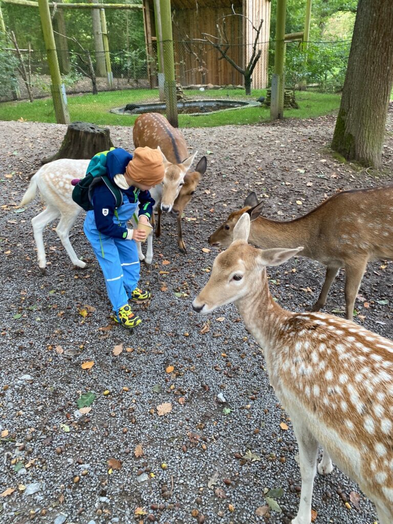 Wildparadies Tripsdrill in Cleebronn
