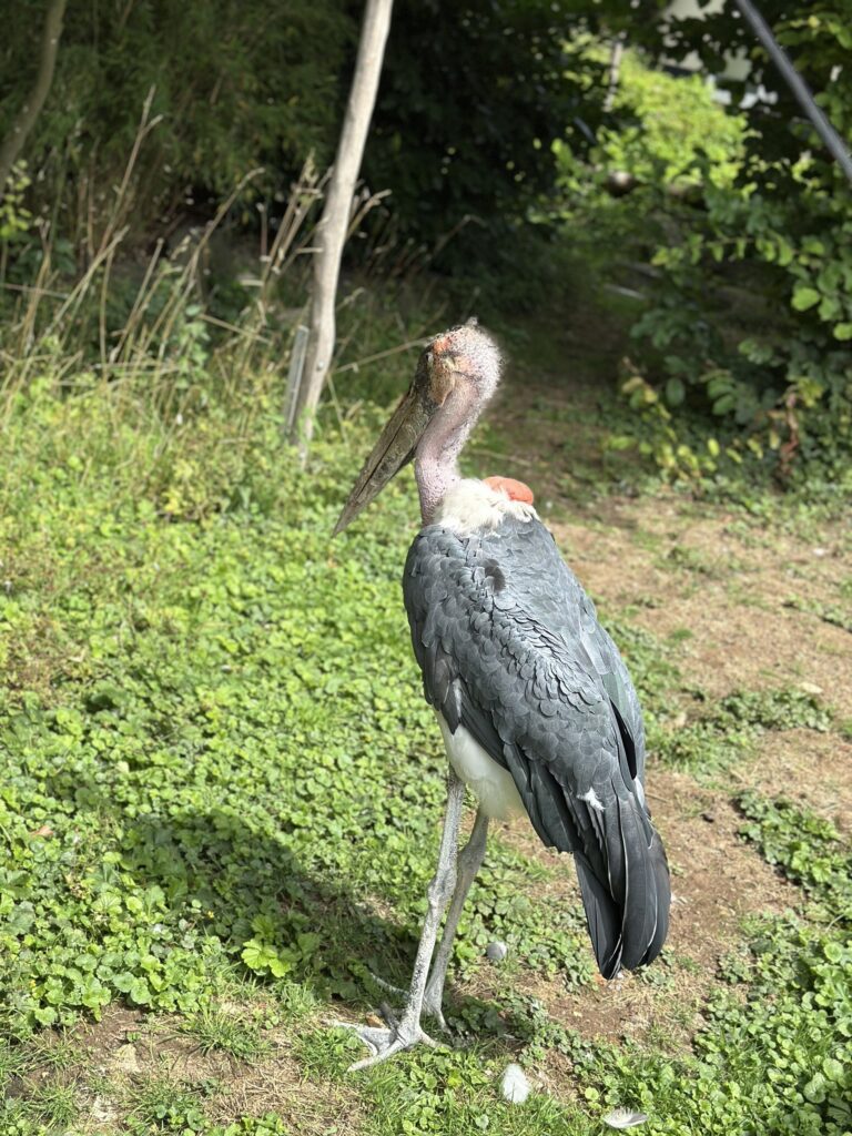 Zoo in Neuwied