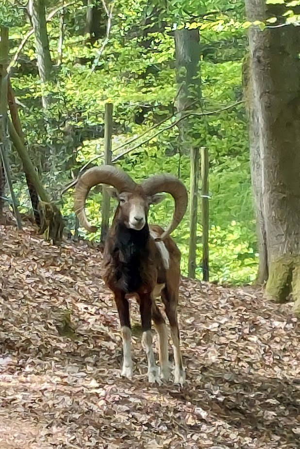 Wald- und Wildpark Rolandseck in Remagen – Ausflug mit Kindern, Foto 4