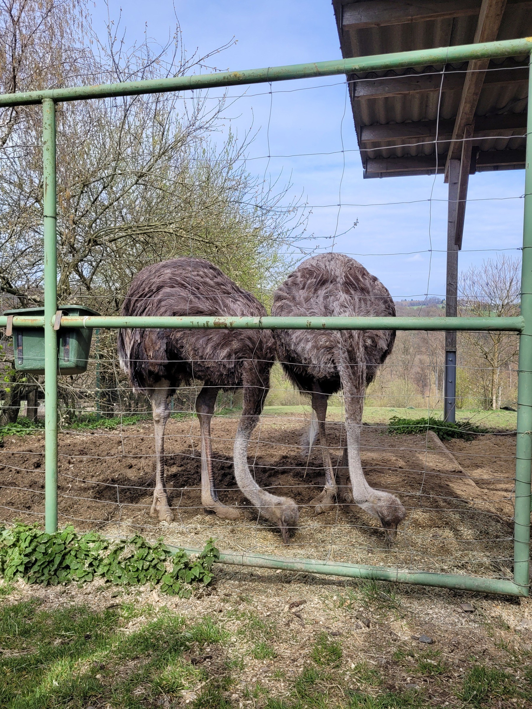 Straußenfarm Emminghausen – Ausflug mit Kindern, Foto 2