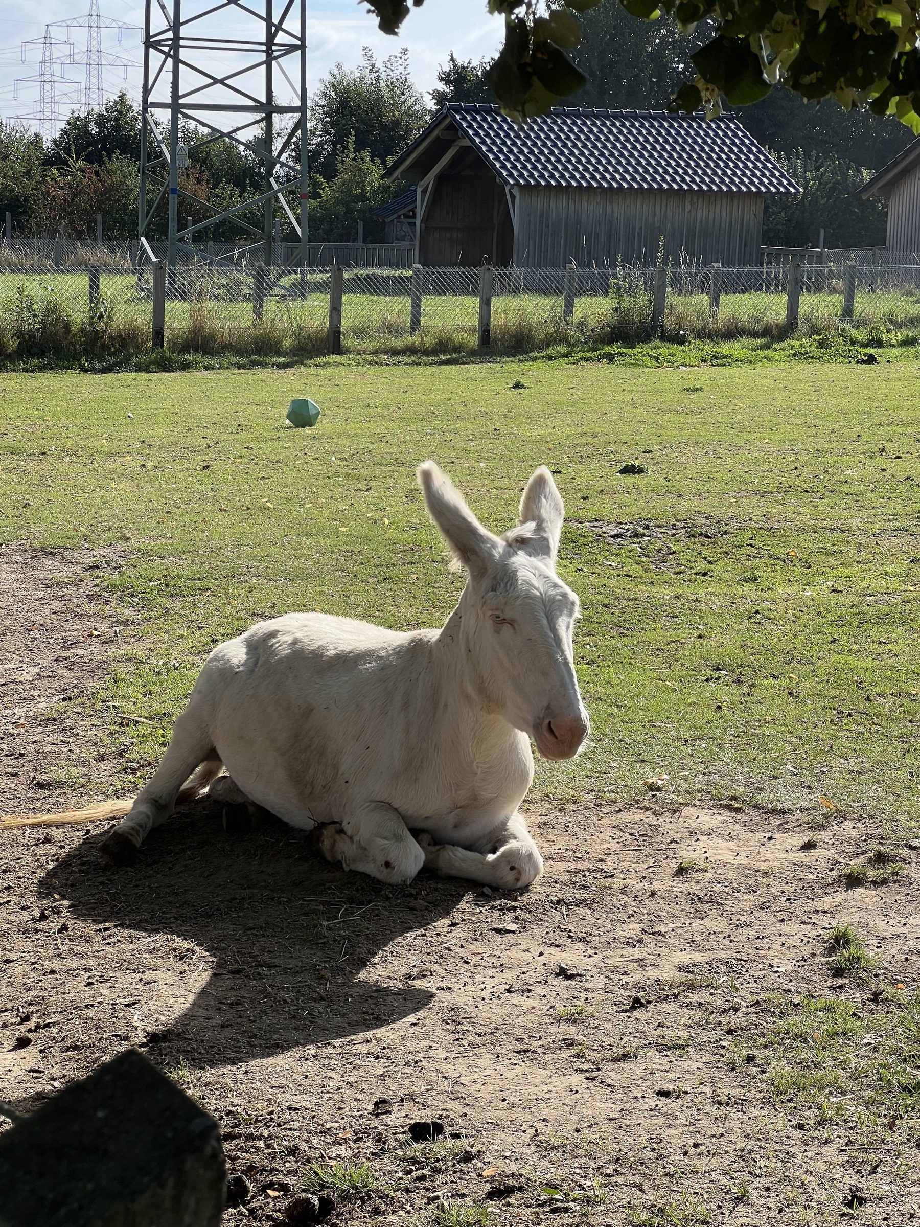 Glessener Mühlenhof – Ausflug mit Kindern, Foto 7