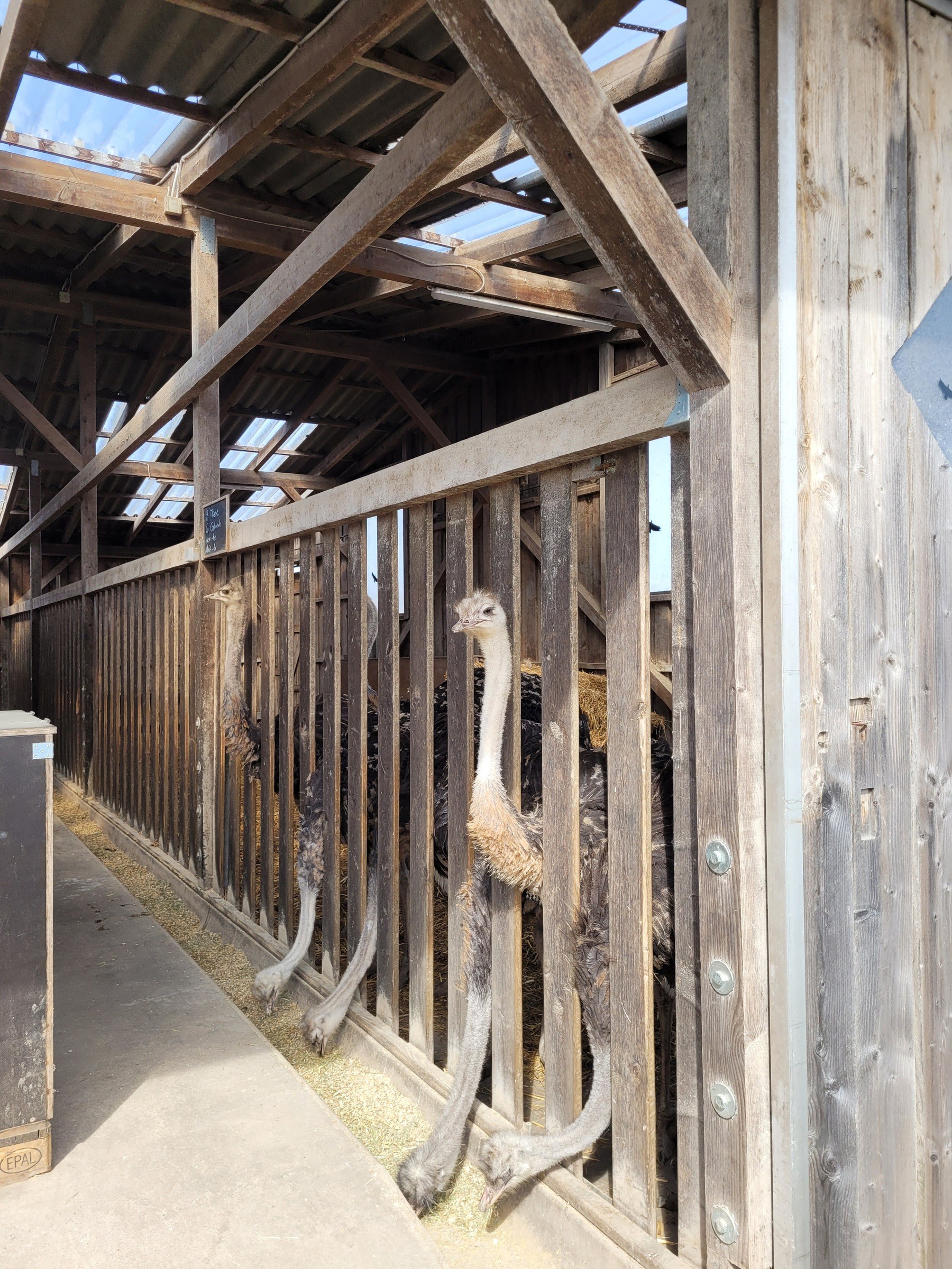 Straußenfarm Emminghausen – Ausflug mit Kindern, Foto 3