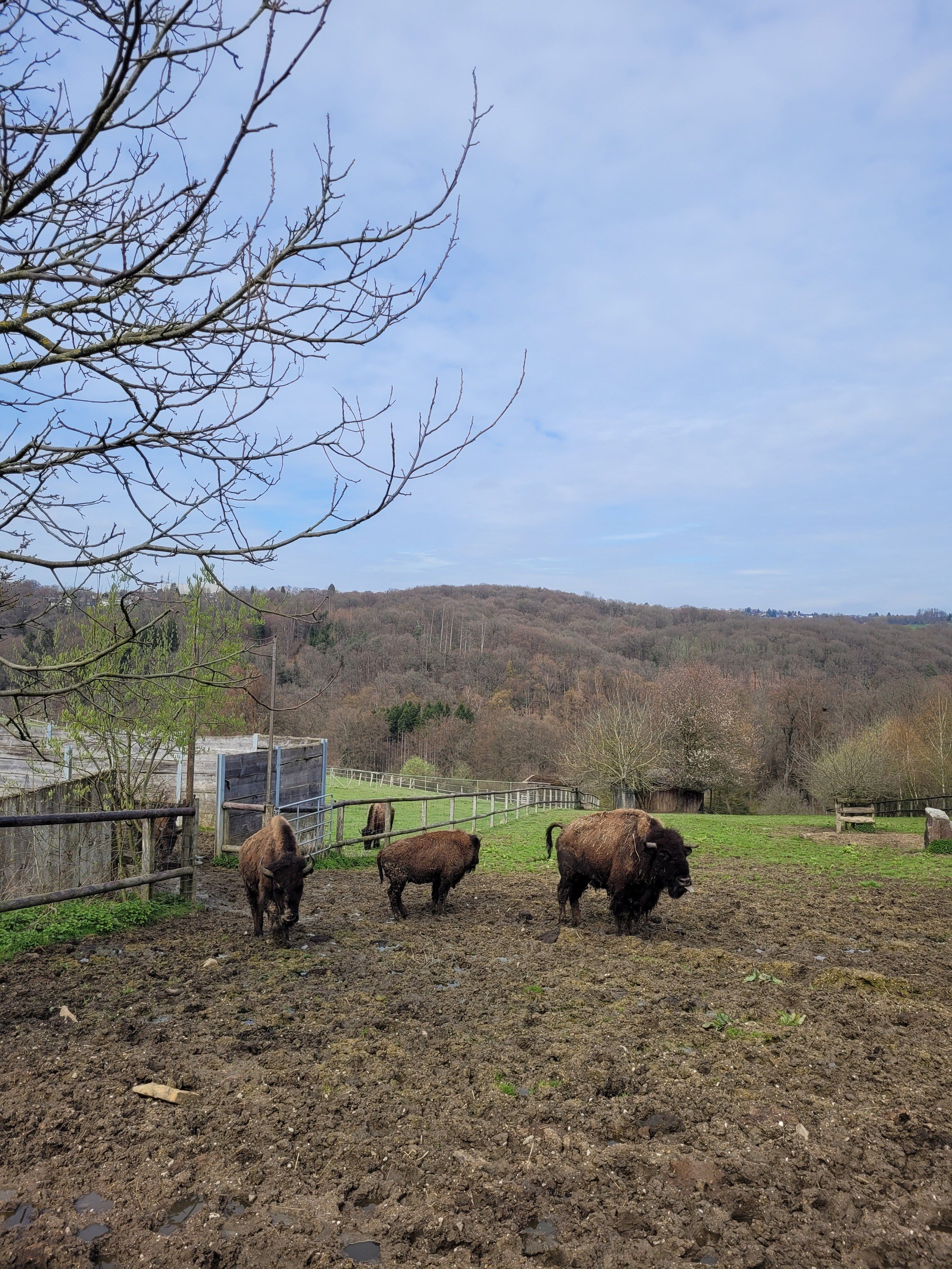 Straußenfarm Emminghausen – Ausflug mit Kindern, Foto 4
