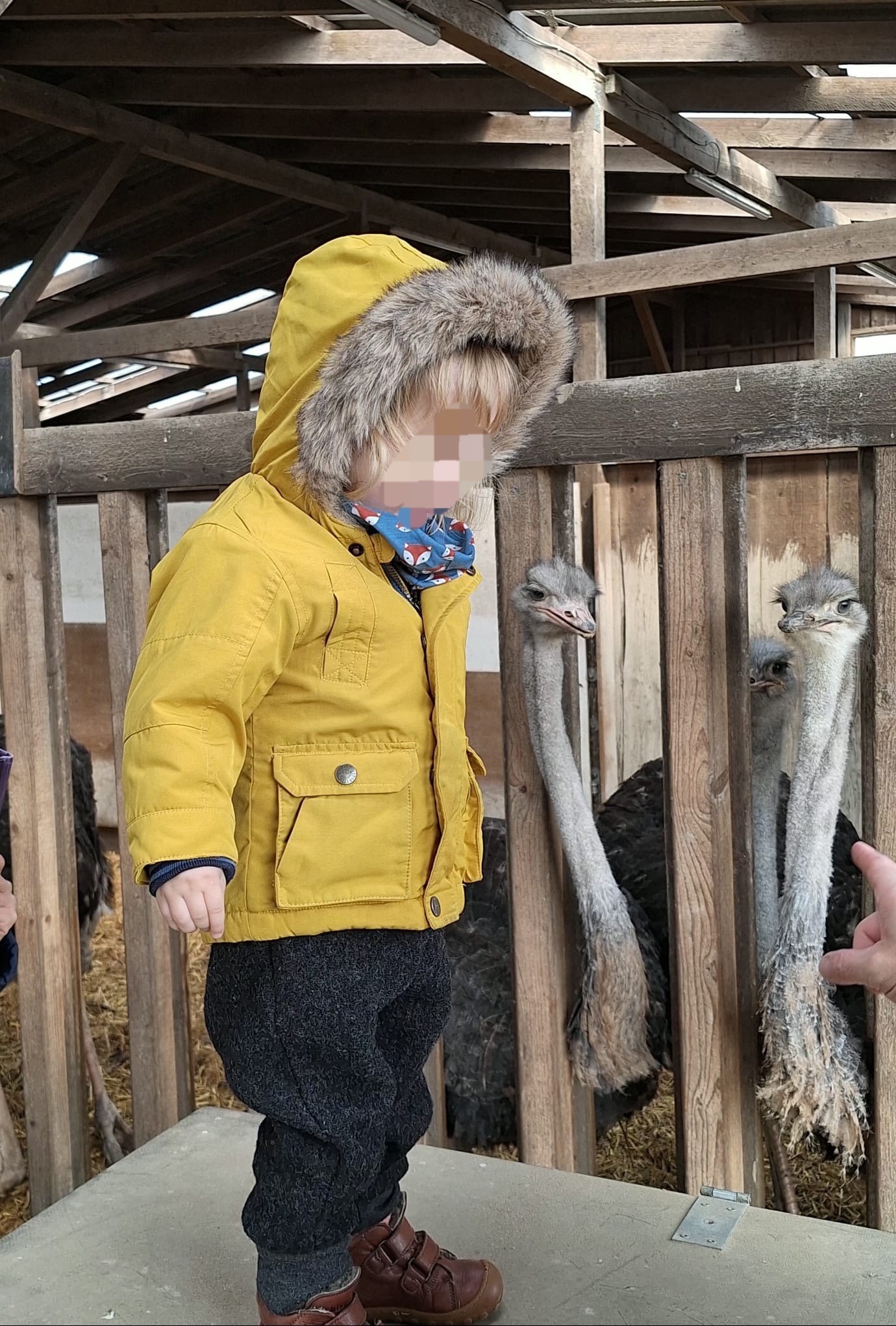 Straußenfarm Emminghausen – Ausflug mit Kindern, Foto 5
