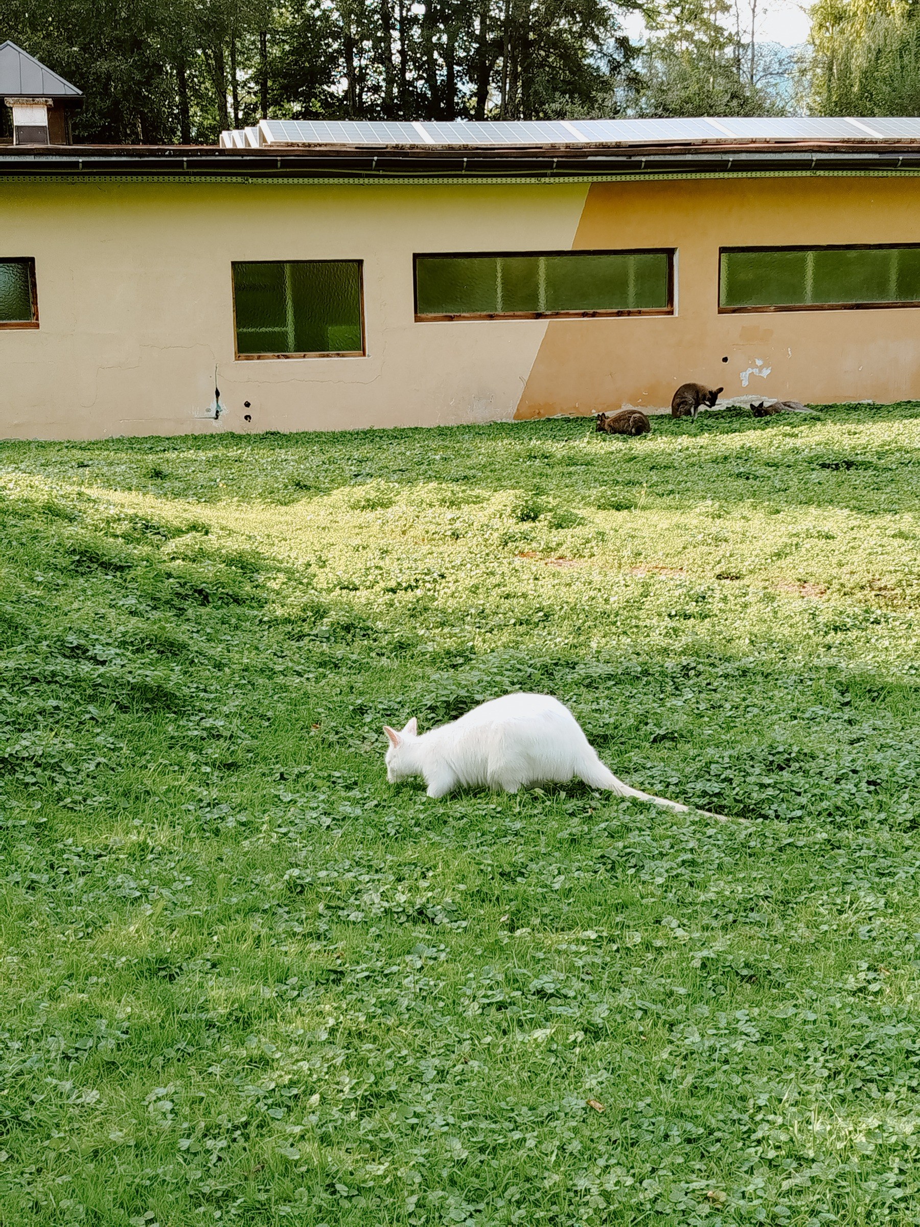 Raritätenzoo in Ebbs – Ausflug mit Kindern, Foto 2