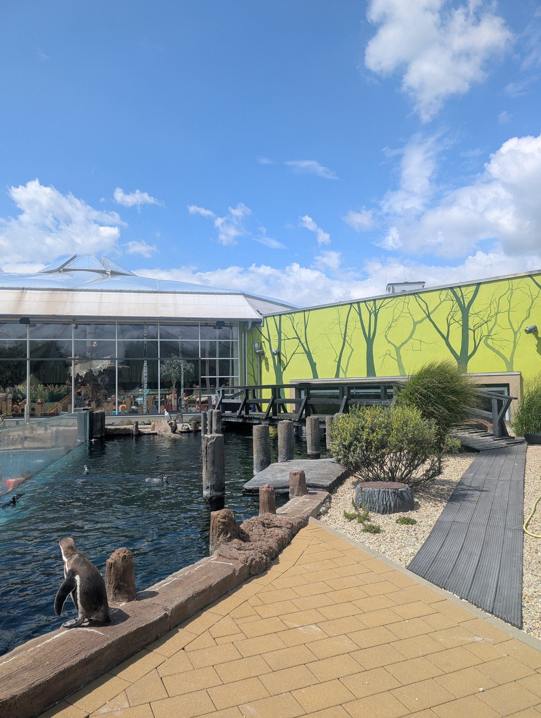 Mit Pinguinen schwimmen – Lübbenau – Ausflug mit Kindern, Foto 3