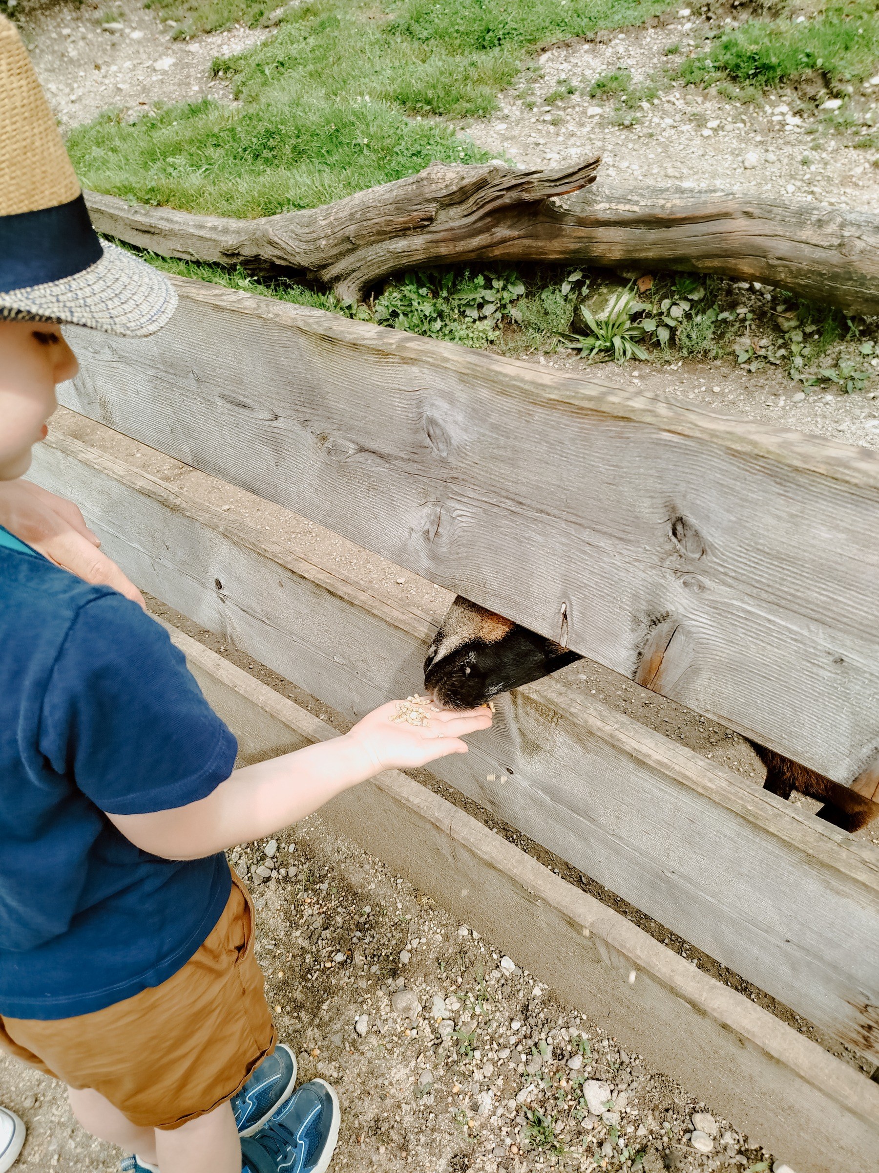 Raritätenzoo in Ebbs – Ausflug mit Kindern, Foto 4