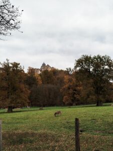 Tierpark Sababurg in Hofgeismar