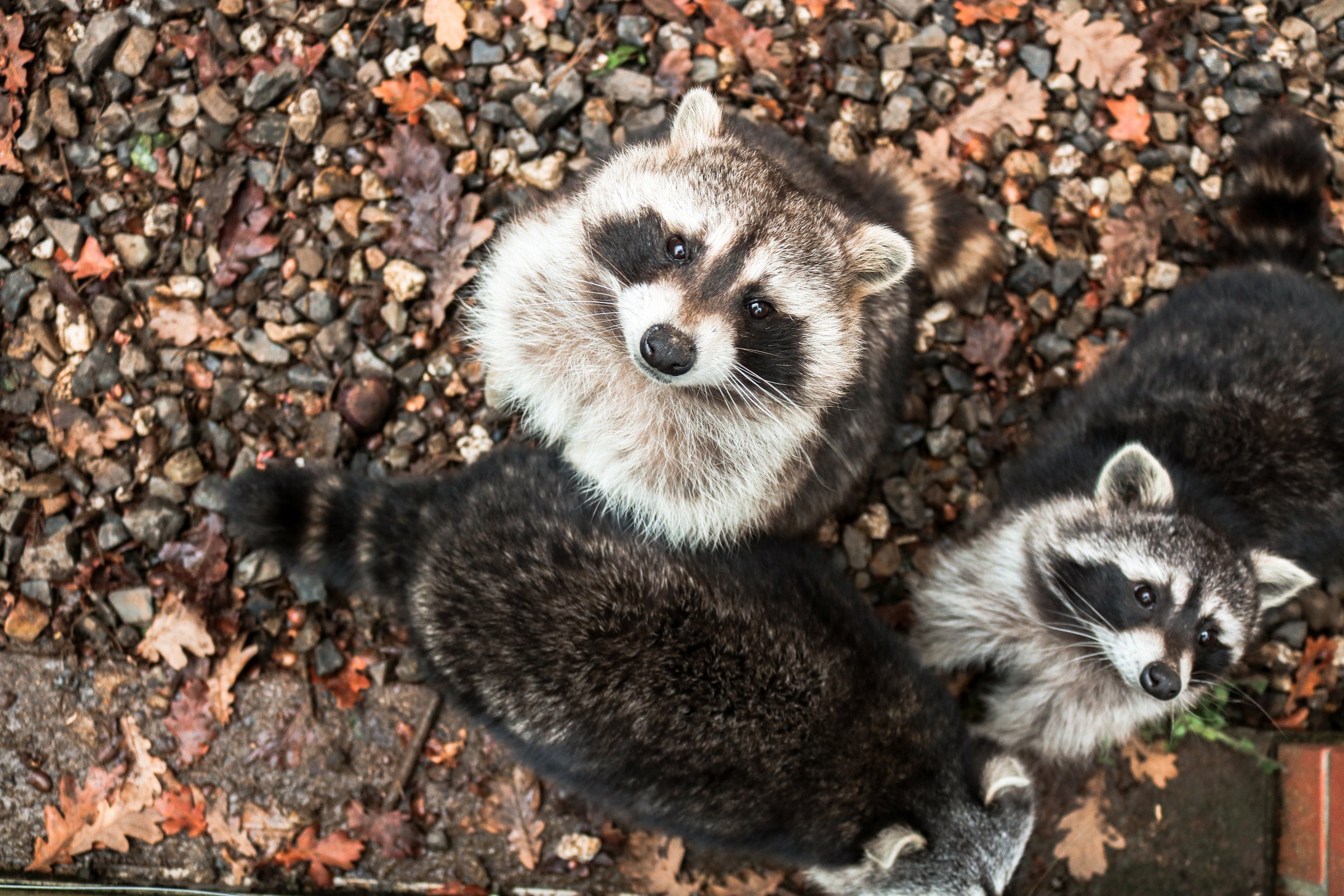 Tierpark Sababurg in Hofgeismar – Ausflug mit Kindern, Foto 5