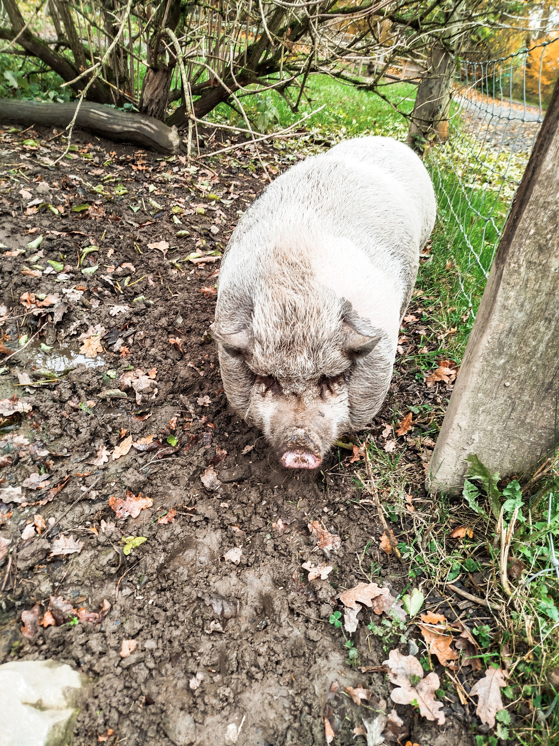 Tierpark Sababurg in Hofgeismar – Ausflug mit Kindern, Foto 6