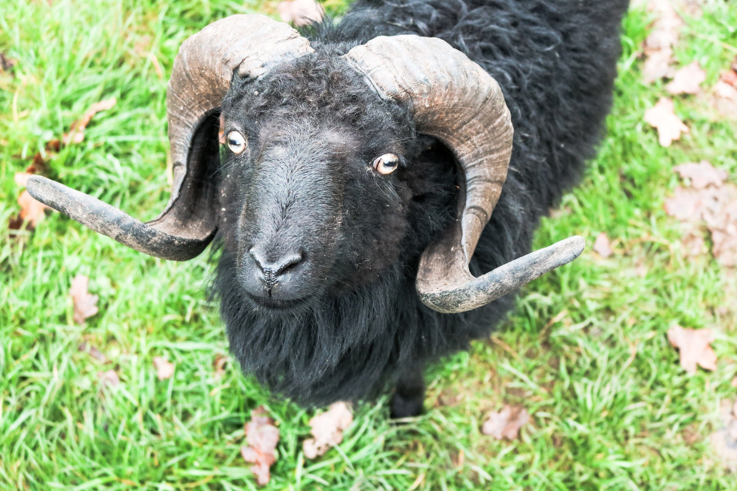 Tierpark Sababurg in Hofgeismar – Ausflug mit Kindern, Foto 7